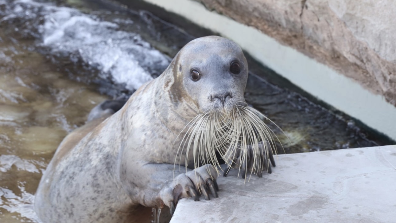 «Новоселы адаптируются»: морские зайцы появились в Московском зоопарке 