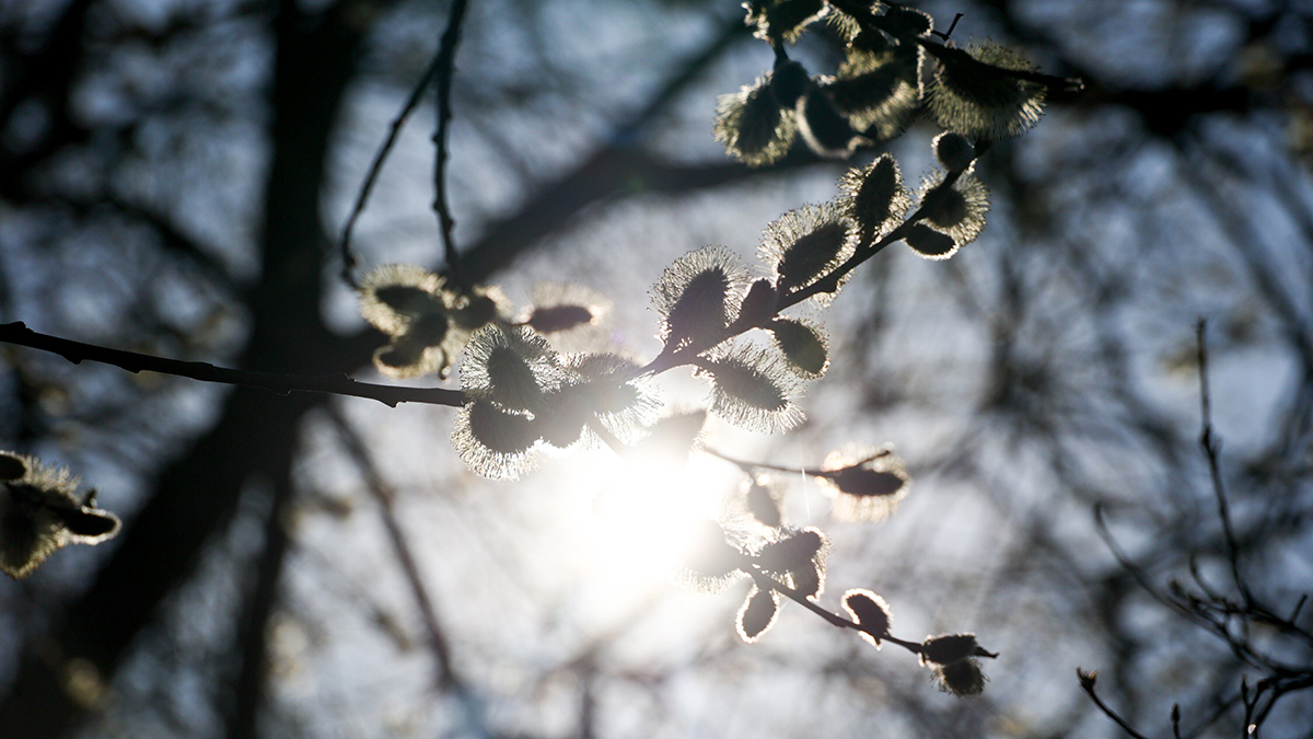 6800d5e082682c6fdb02017c Синоптики пообещали облачную погоду в Москве 28 апреля