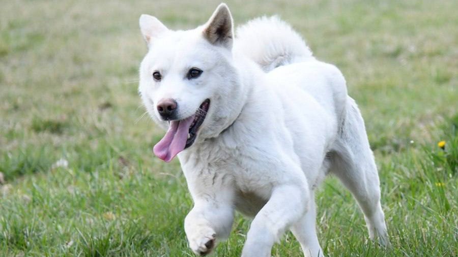 Песков: Подаренные Ким Чен Ыном Путину собаки прекрасно себя чувствуют