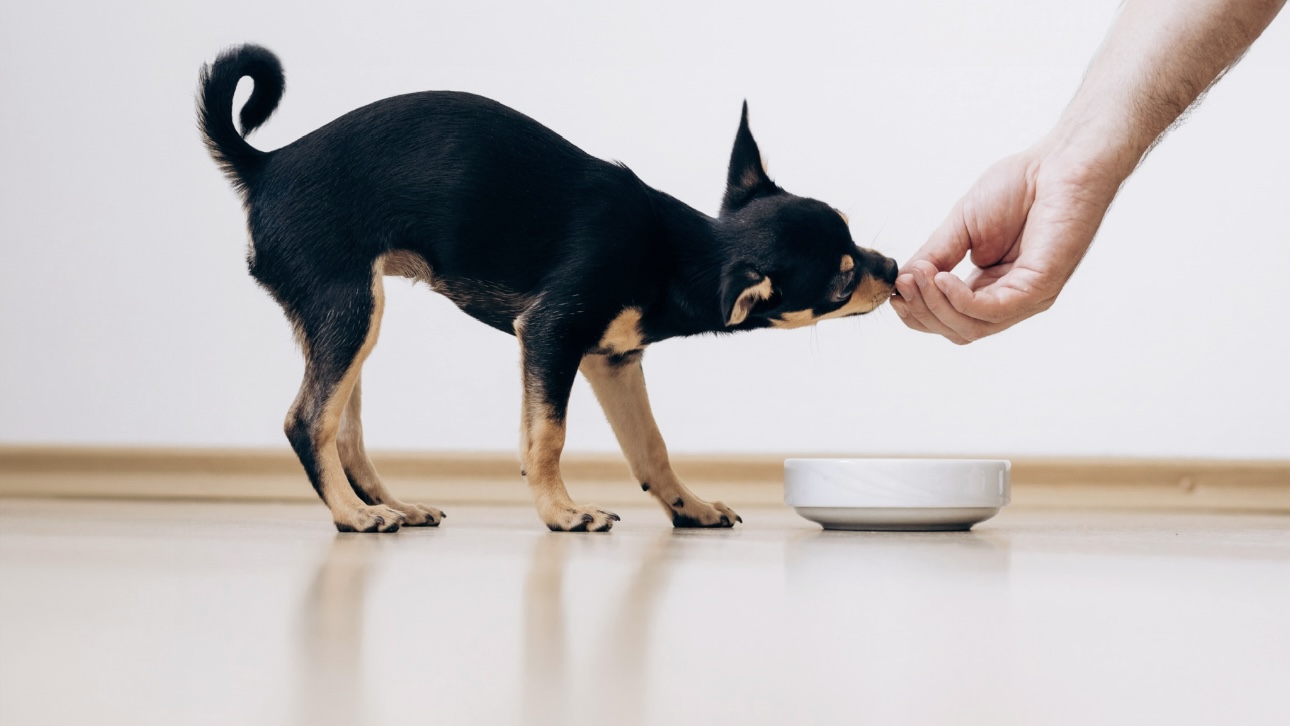 Как определить некачественный корм для животных: маркетплейсы, упаковка, запах