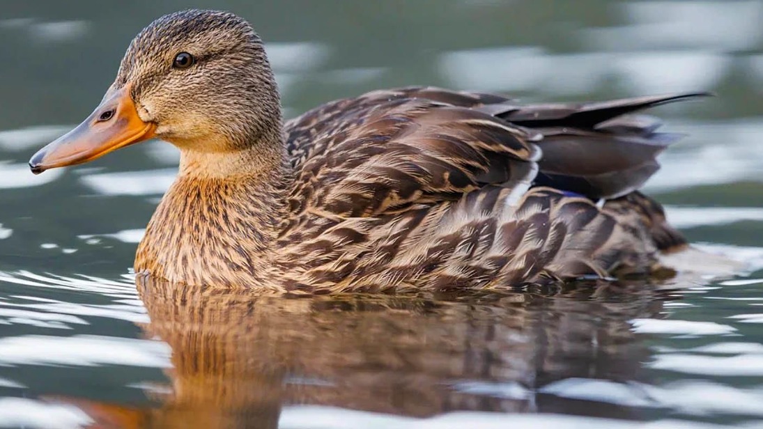 Биологи рассказали, как ведут себя огари и кряквы в брачный период