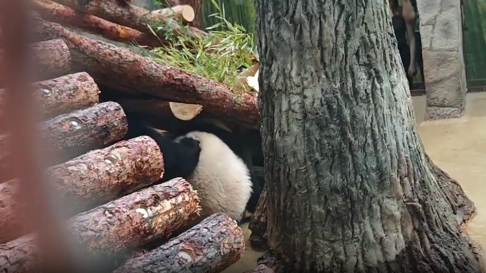 Акулова показала видео с жестким обращением панды-мамы Диндин к Катюше