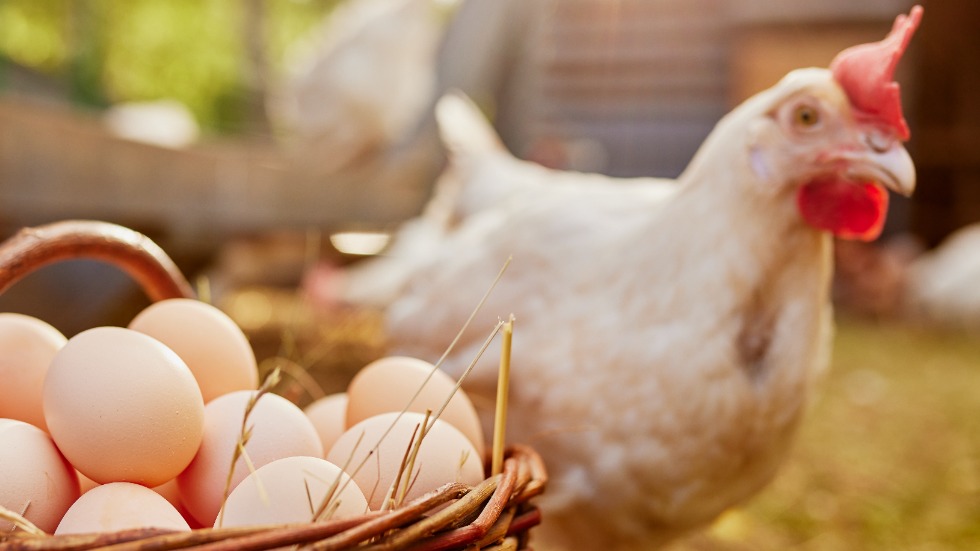 Почему яйца стоят так дешево