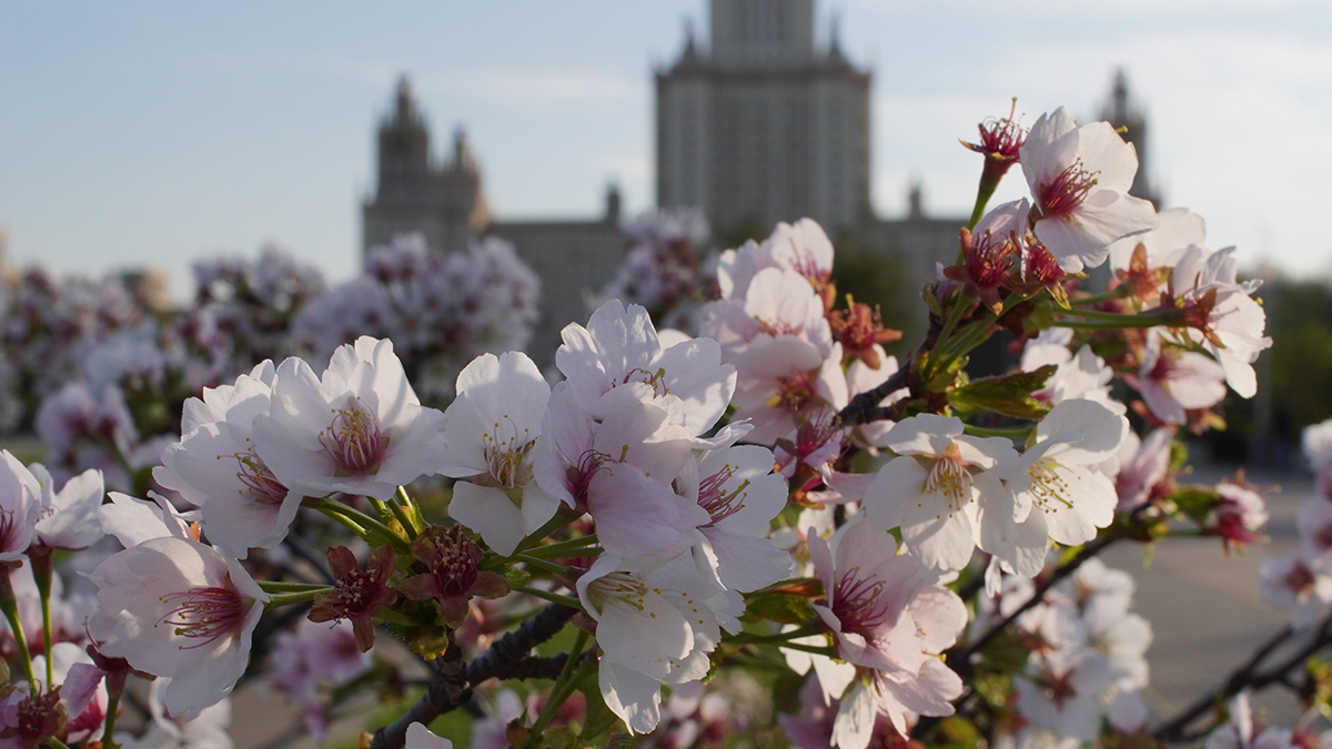 Погода в Москве 13 апреля 2026 года