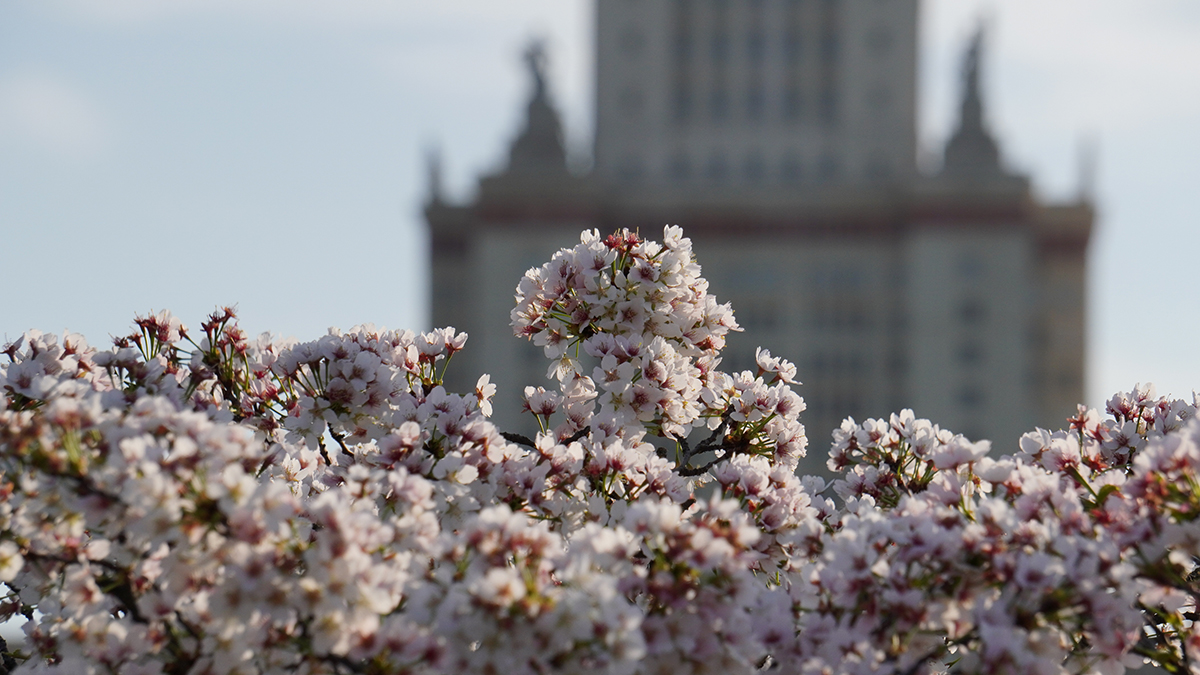 Погода в Москве 5 мая
