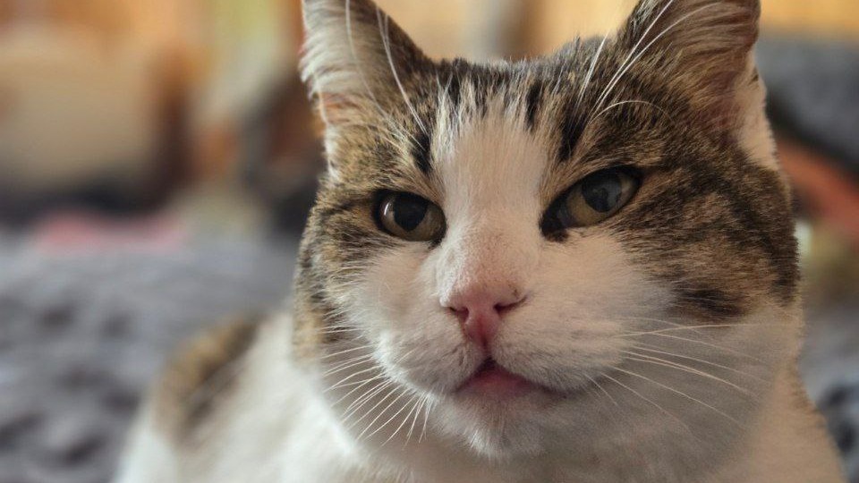 Сброшенная с обрыва у «Ласточкиного гнезда» кошка Муся обрела дом