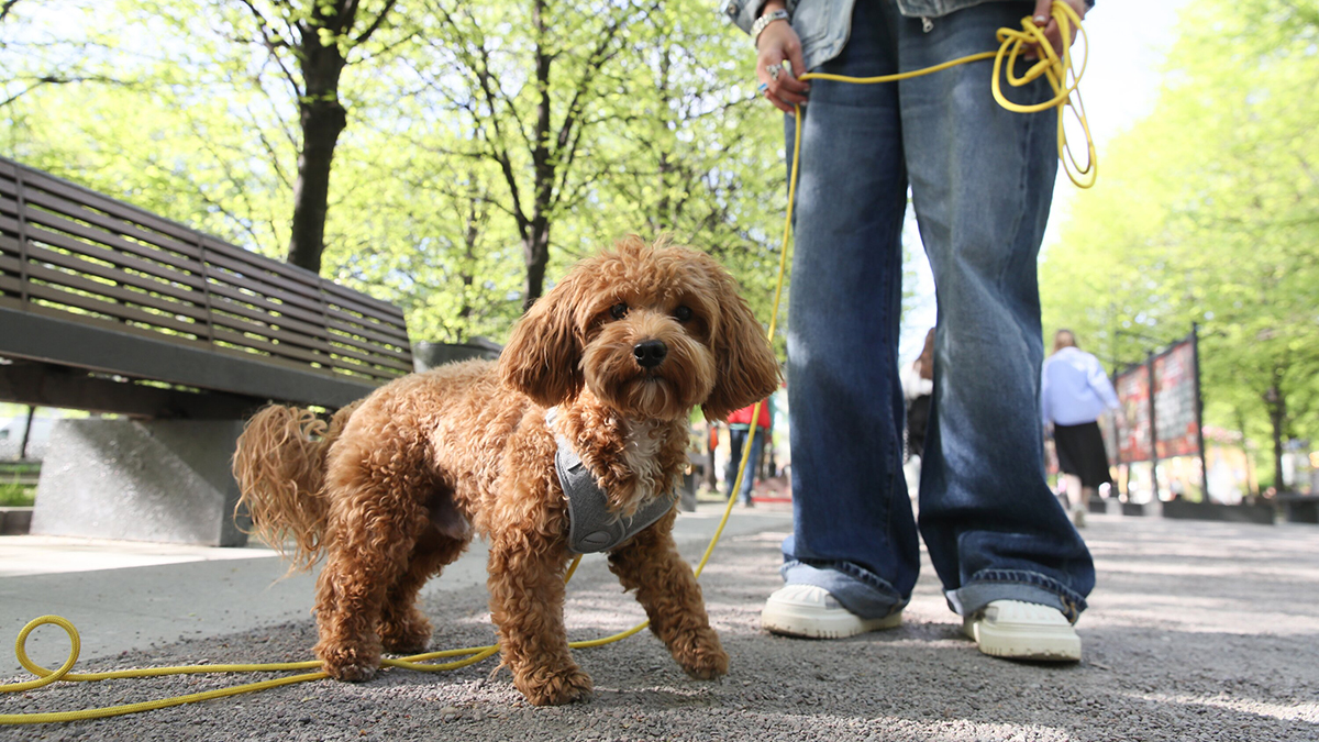 «Тварь!»: уфимка посреди улицы избила своего миниатюрного пса ногами