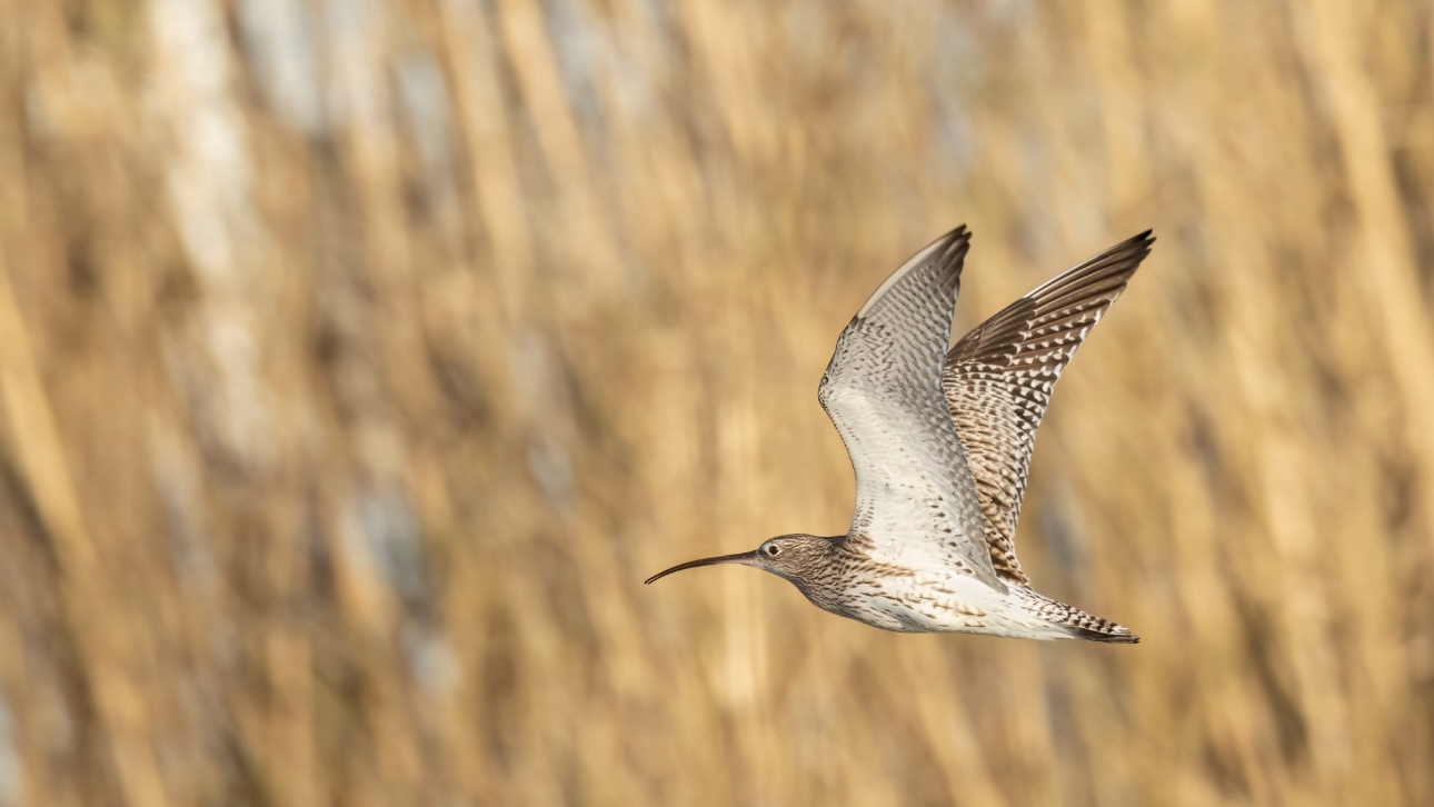Британец прошел 85 километров в огромном костюме птицы ради благой цели