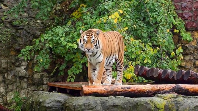 Новые трансляции из Московского зоопарка начались на zoo.mos.ru