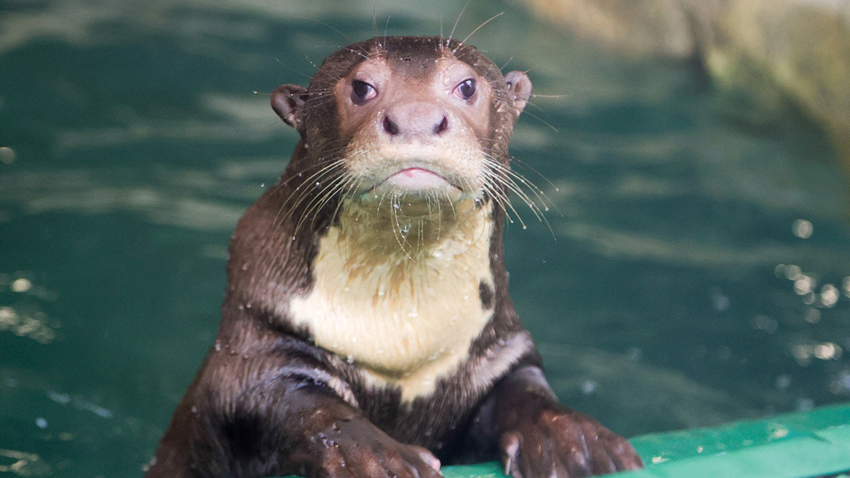 Гигантские выдры поселились в Московском зоопарке