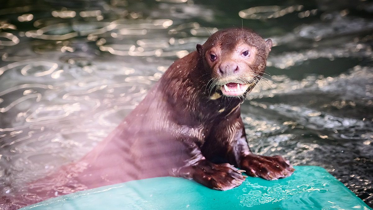 На mos.ru теперь можно пересматривать дневной эфир из Московского зоопарка 