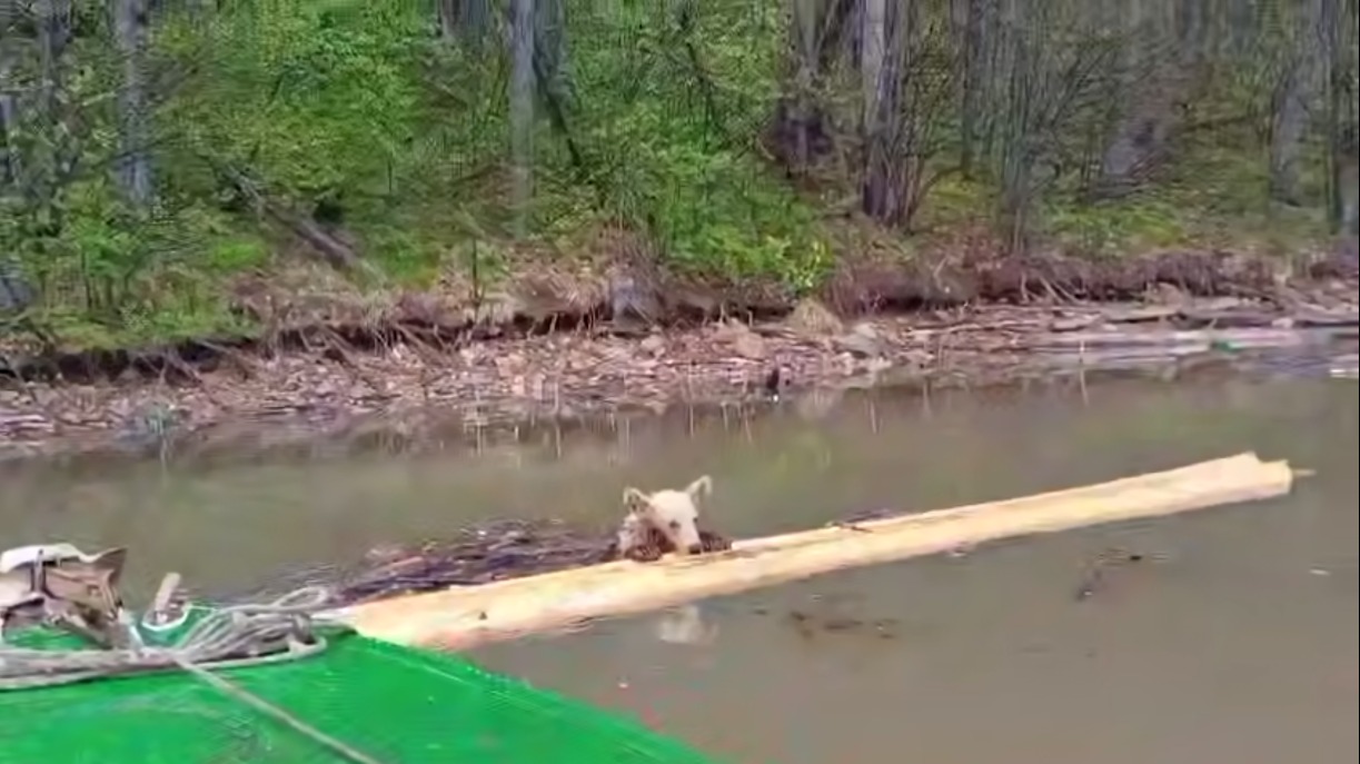 В Башкирии мужчина спас тонувшего медвежонка на глазах у медведицы