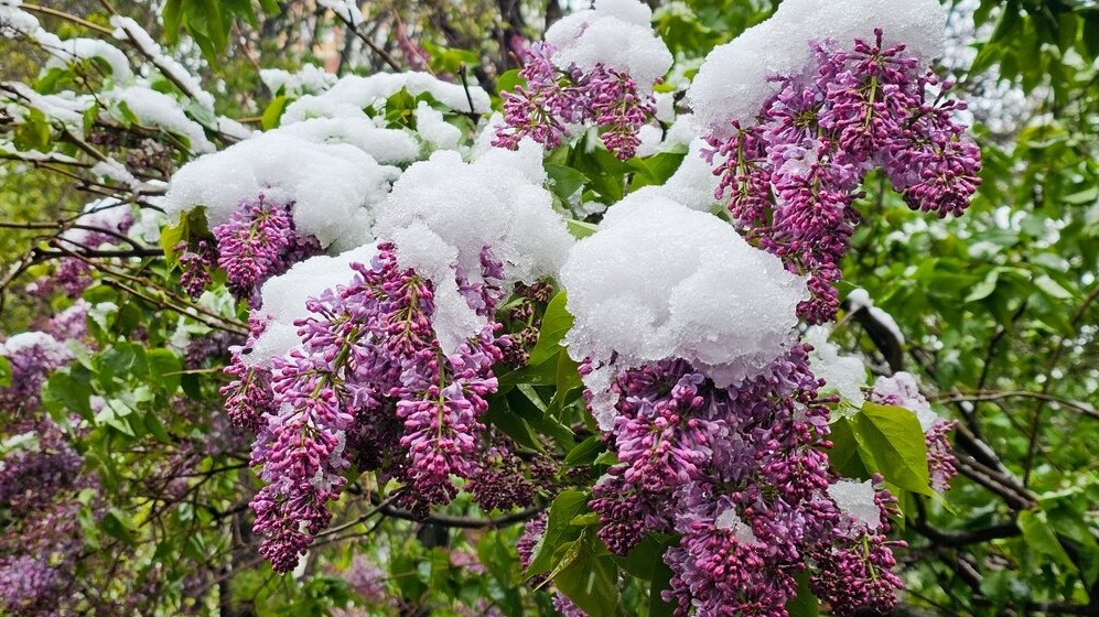 Погода в Москве до 8 мая