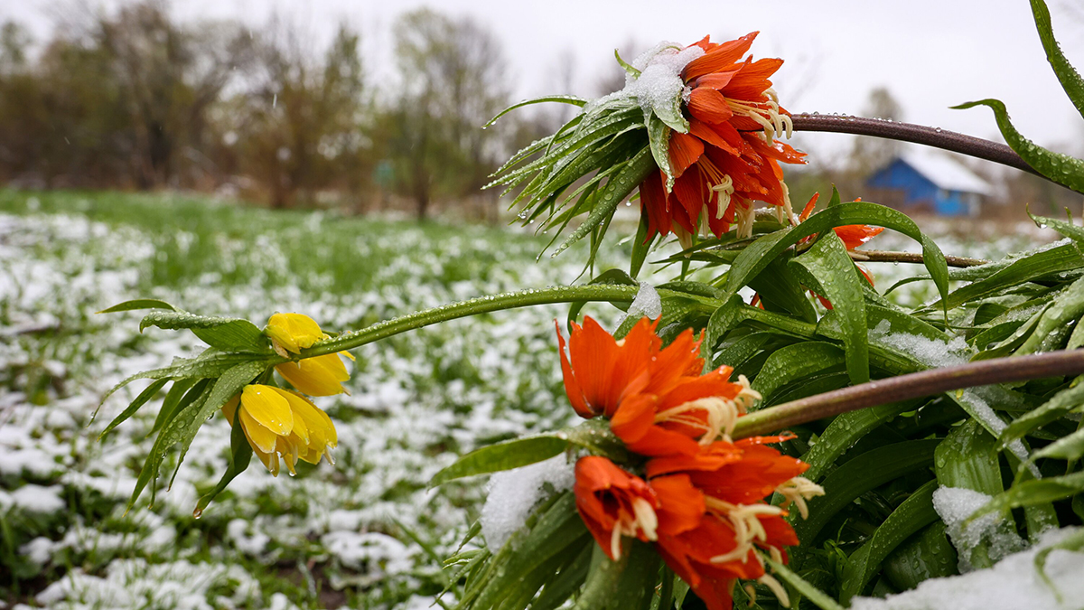 Первый снег пошел в Москве