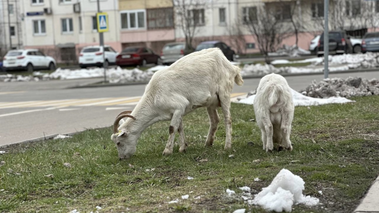 Shot: Прохожие в Москве спасли бутовских козлов от похищения