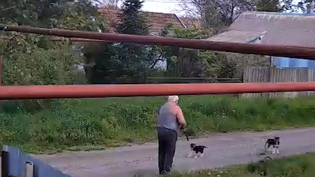 Мужчина в упор выстрелил в щенка из ружья в ставропольском хуторе Прогресс