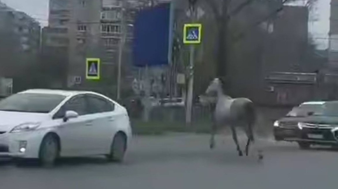 Конь в Хабаровске сбежал от хозяина в город и спровоцировал ДТП
