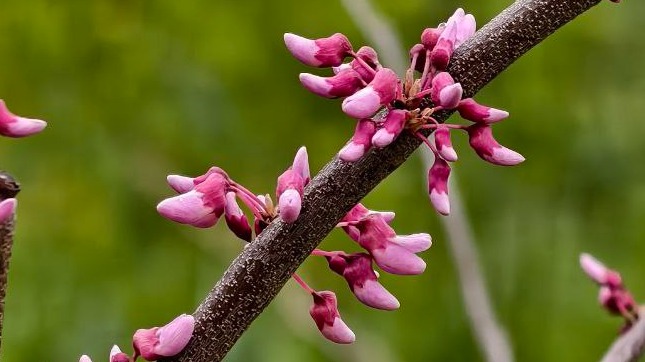 «Случилось чудо»: багрянник впервые расцвел в «Аптекарском огороде» МГУ