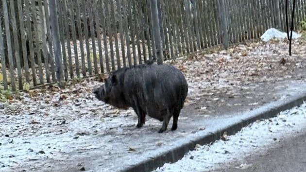 Домашняя свинья на самовыгуле напала на школьницу на севере Петербурга
