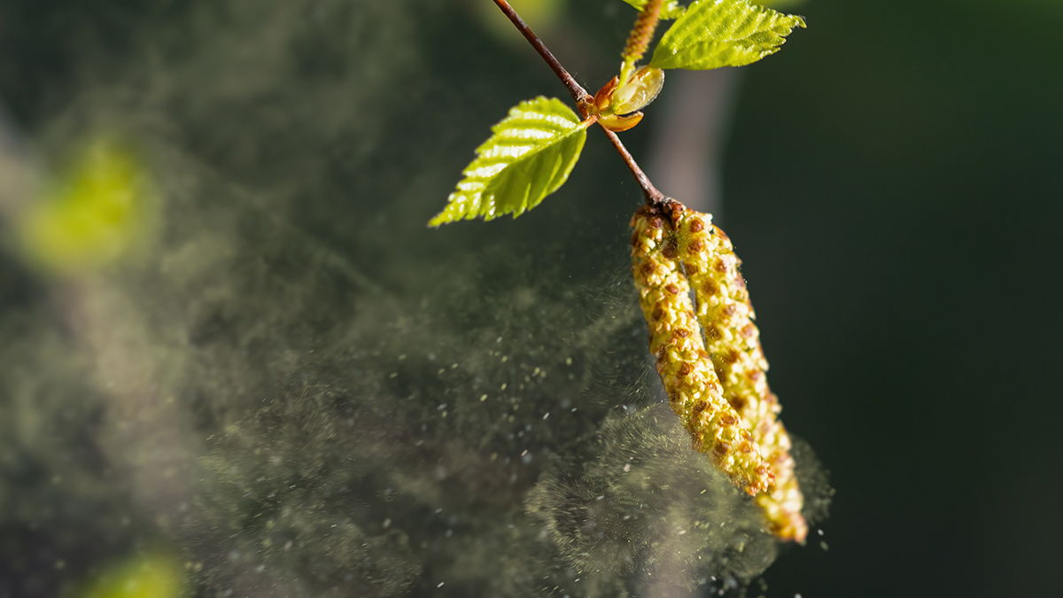 Вакцину против аллергии на пыльцу березы начали тестировать в России