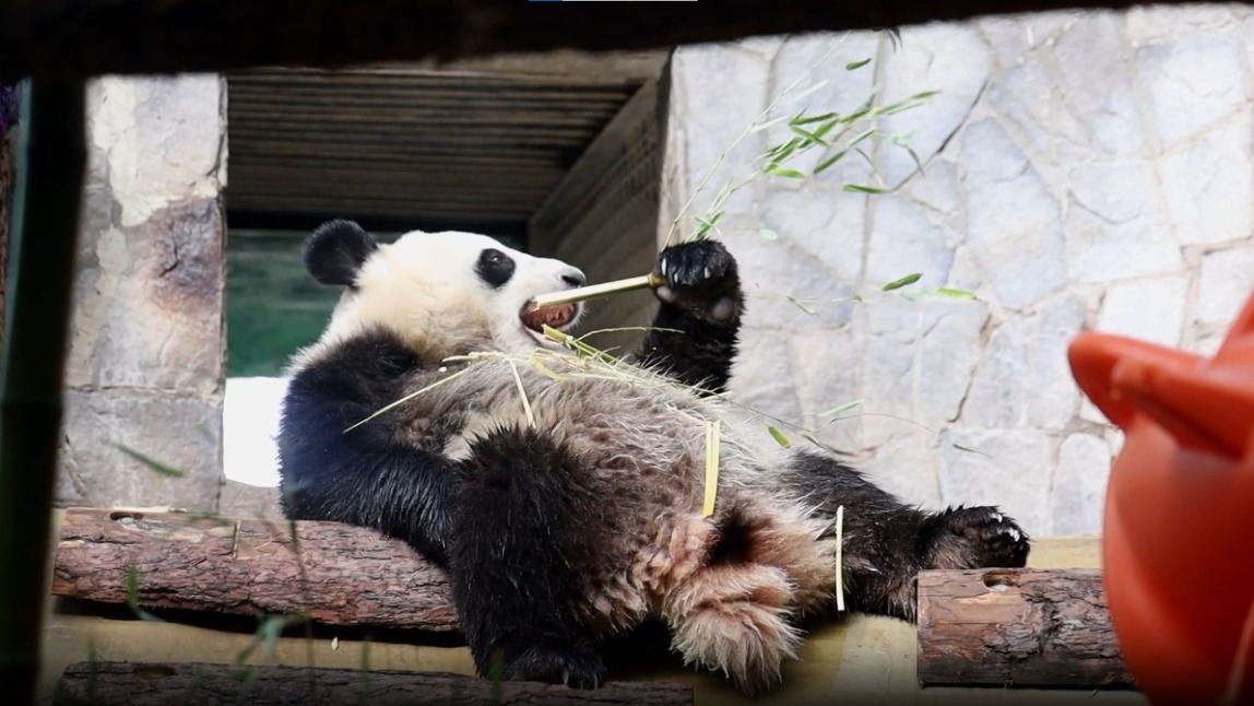 Панда Катюша адаптировалась к жизни без мамы в Московском зоопарке