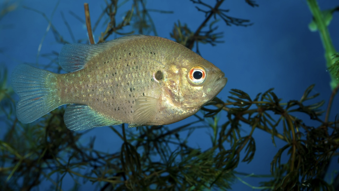 Школьник в США подстрелил рыбу из лука и установил новый рекорд