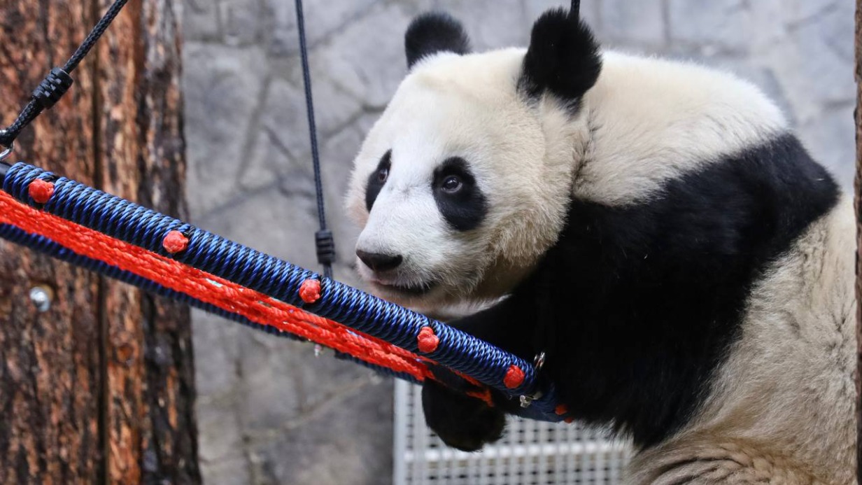 Панде Катюше из Московского зоопарка подарили новые качели
