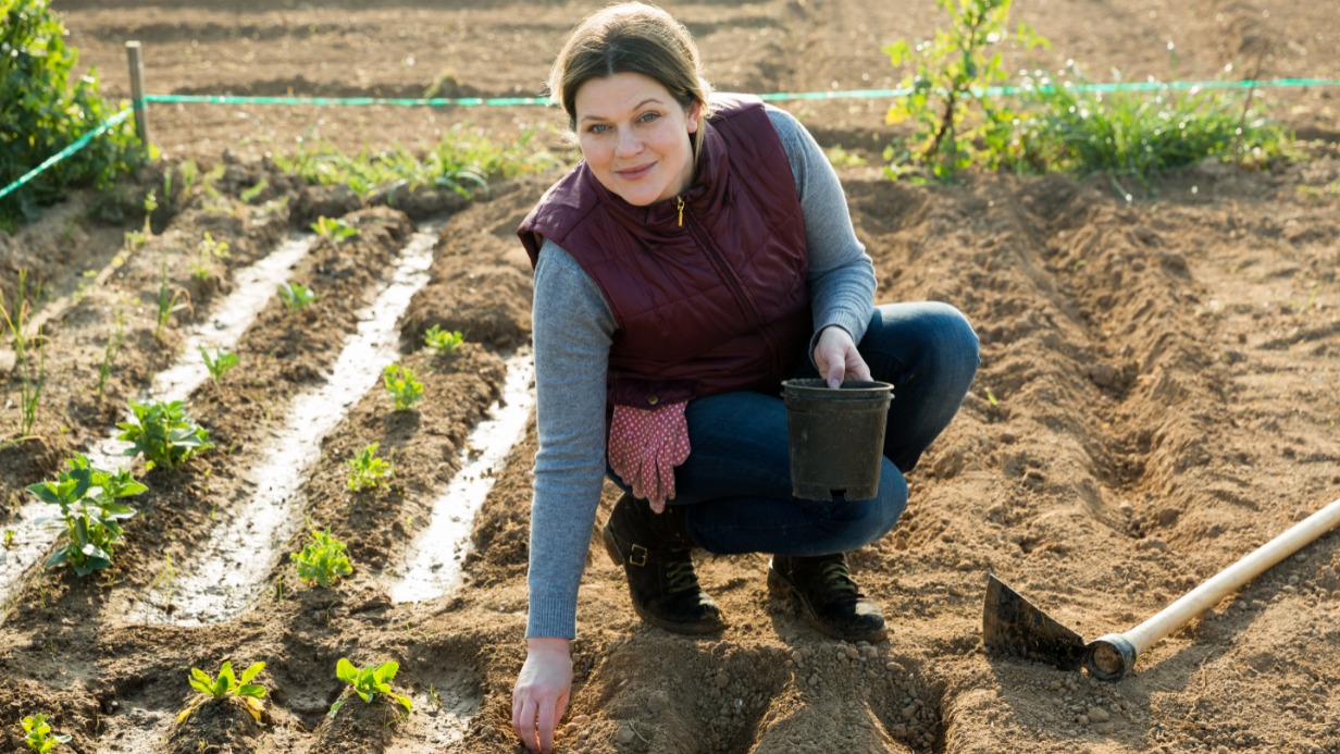 В середине мая сажайте холодостойкие культуры — это морковь, свекла, редис, а также зелень: салаты, укроп, кинза, рукола, петрушка