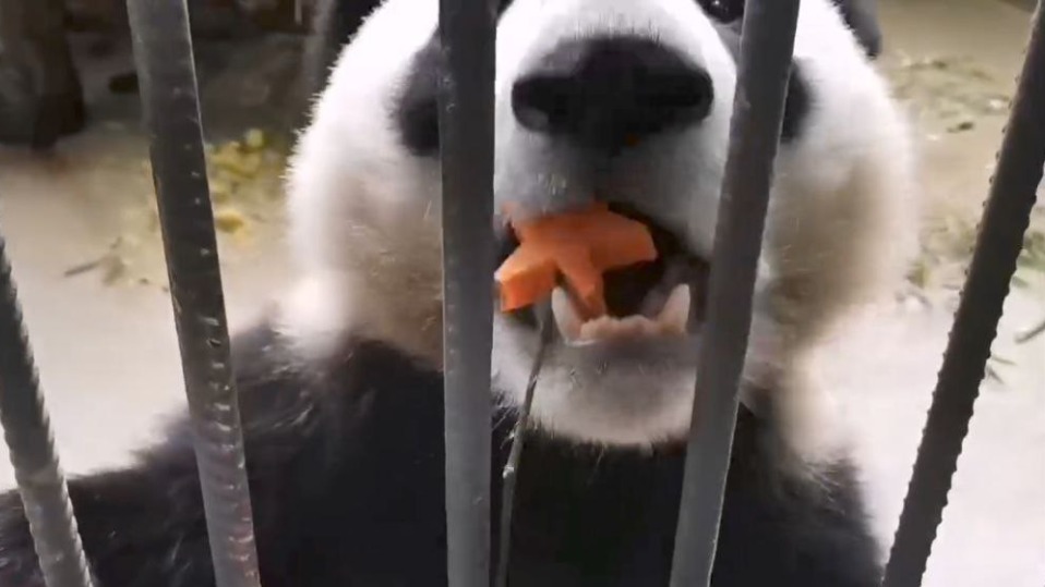 Панду Катюшу угостили «вкусной звездой» в честь Дня Победы (видео)