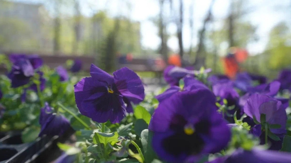 Столичные клумбы украсили более четырех миллионов саженцев виолы