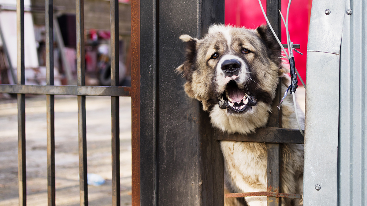 Алабай напал на двух подростков в Новой Москве