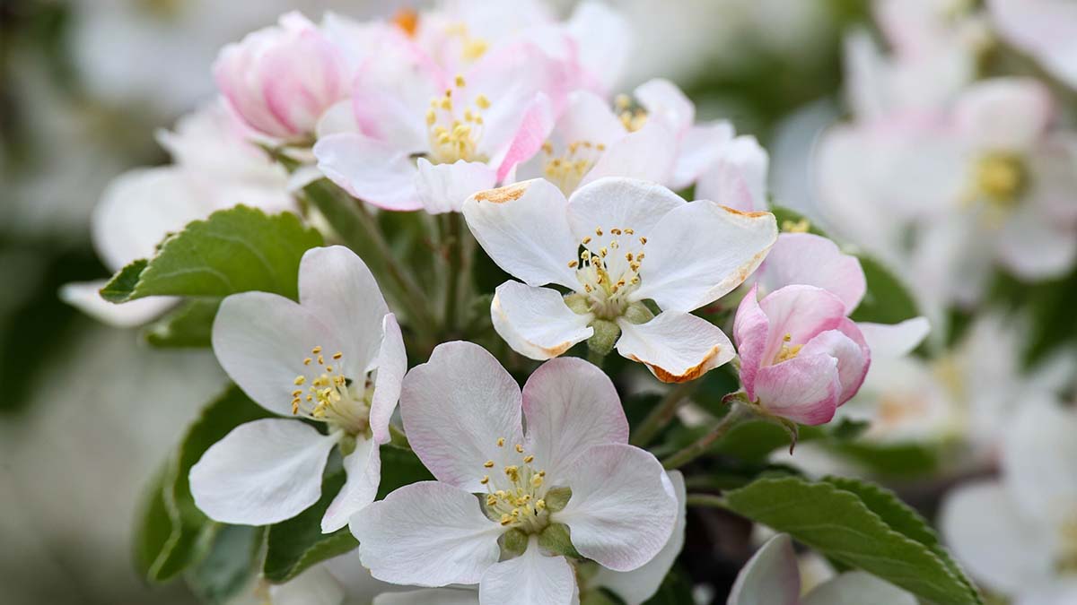 Самое время готовить «зеленку»: как помочь яблоням после окончания цветения
