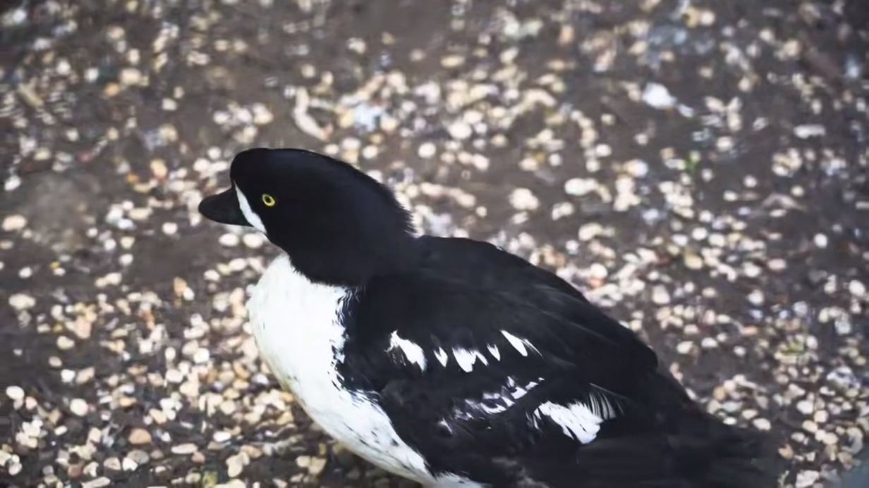 Исландские гоголи впервые появились в Московском зоопарке
