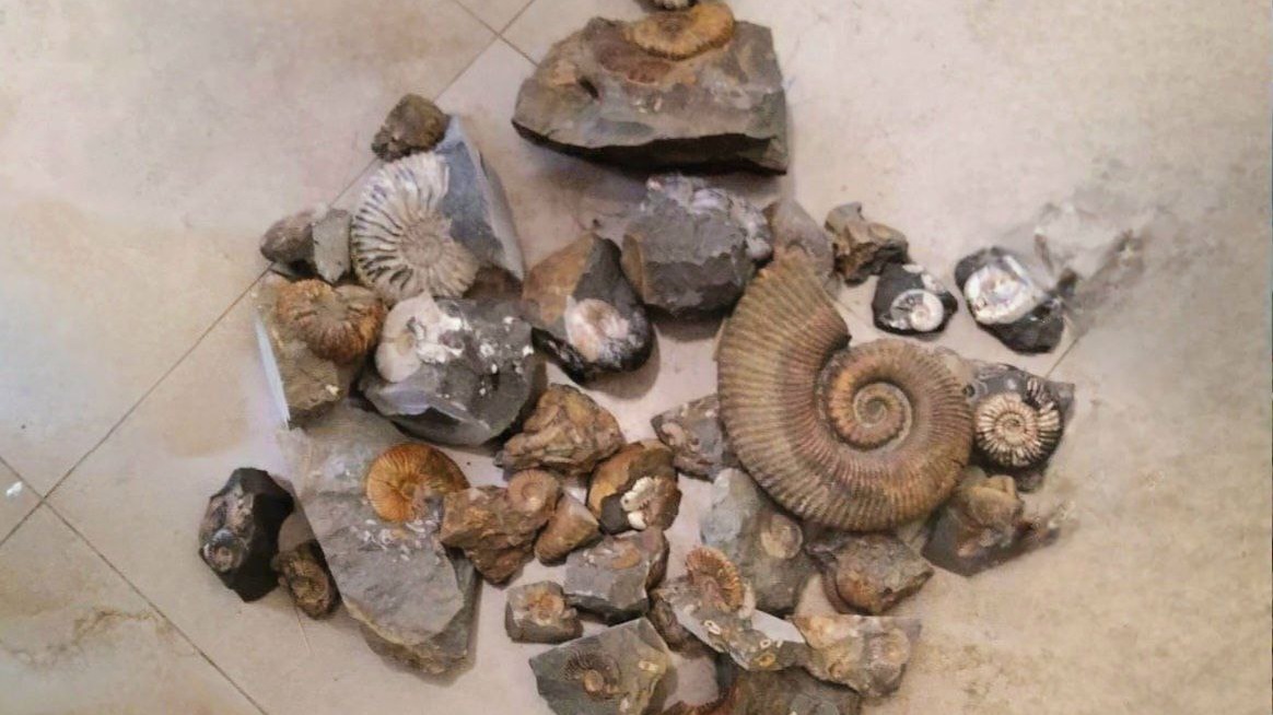 Студент из Москвы пытался отправить в США посылки с древними моллюсками