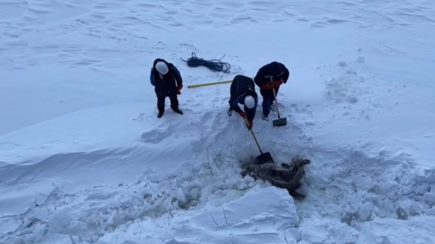 Моряки атомного ледокола «Якутия» спасли зажатую во льдах лосиху