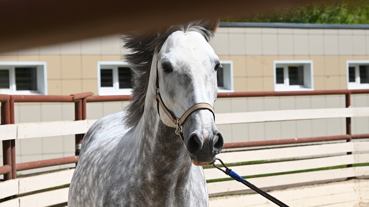 Shot: Школьница впала в кому после падения с лошади в Серпухове