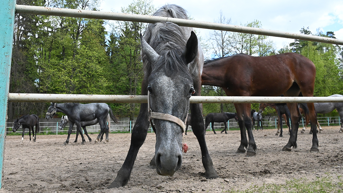 Владелице конного клуба, где отравили лошадей, неоднократно поступали угрозы