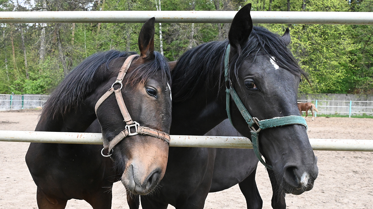 Лошади из конного клуба рядом с горящим складом в Подмосковье не пострадали