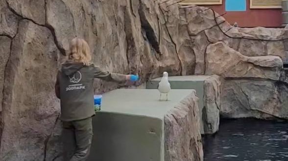 Чайку, воровавшую еду у моржей, приручили в Московском зоопарке