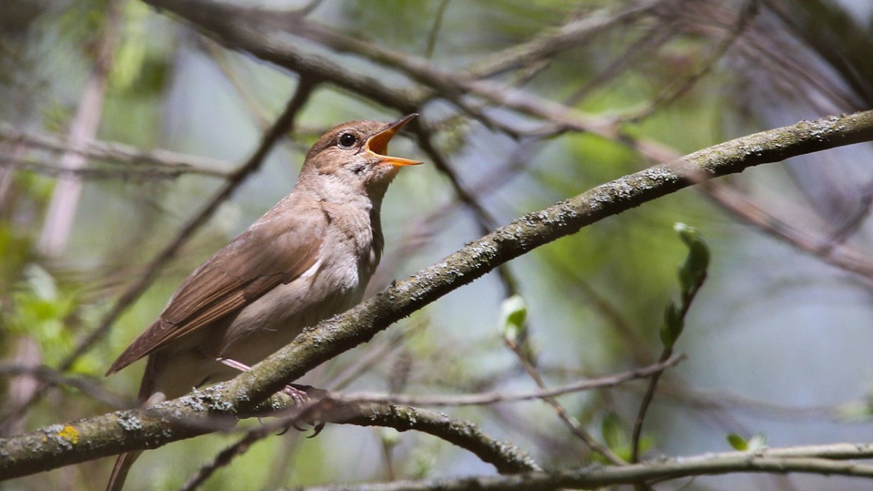 Горожан приглашают послушать соловьиные трели на природных территориях Москвы
