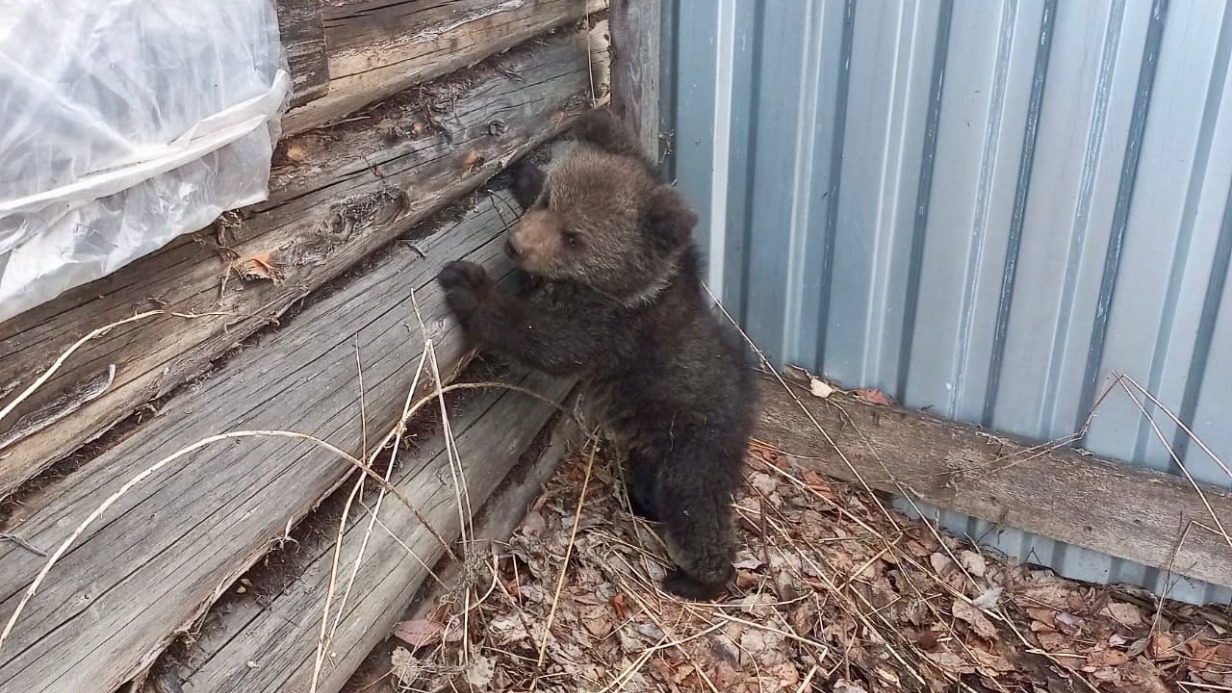 Истощенного медвежонка-сироту спасли в Коми