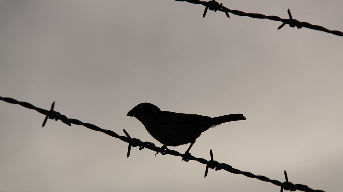 Почему птицы в США взрываются