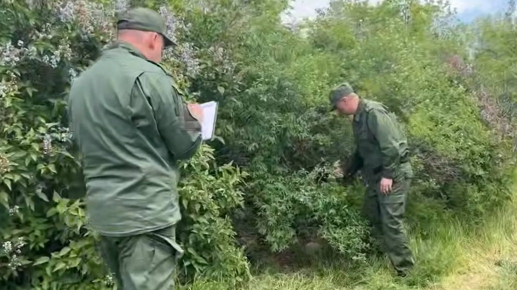 Убийство семилетней девочки в Бердянске: что известно