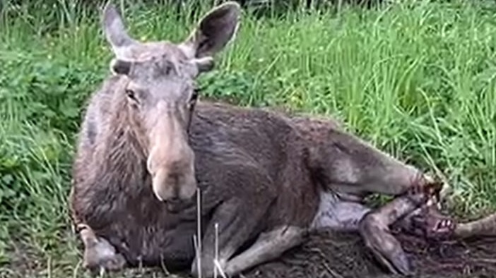 Директор Московского зоопарка потребовала оказать помощь сбитому лосю