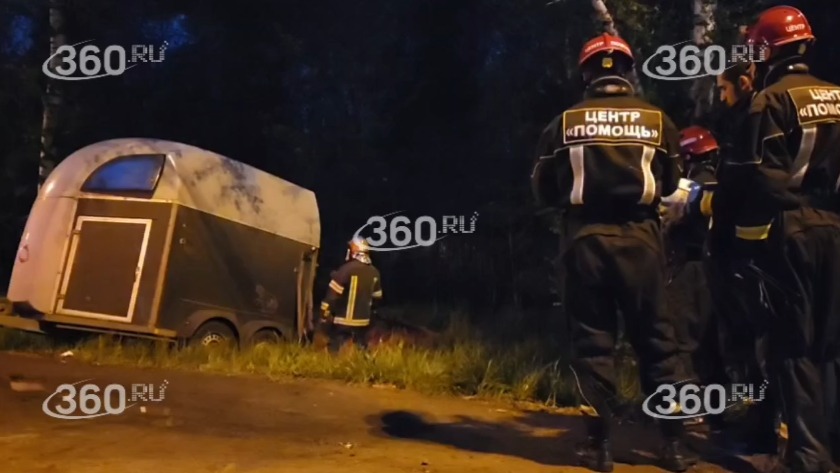 Сбитого в Подмосковье лосенка эвакуировали