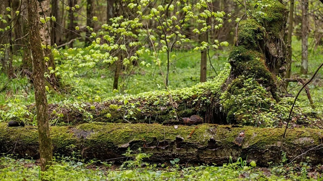 Биологи рассказали о жизни барсуков в черте города