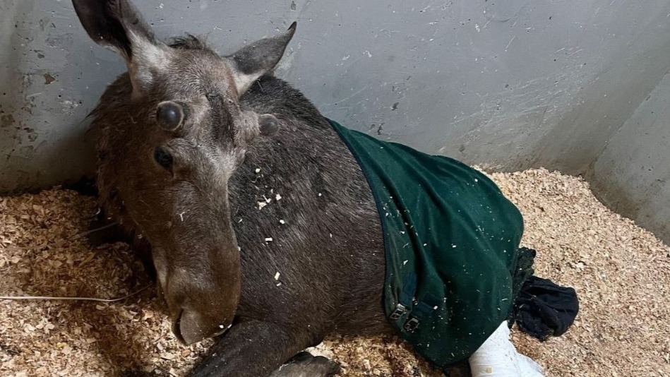 Сбитого в Подмосковье лосенка осмотрел ветврач, ему наложили гипс