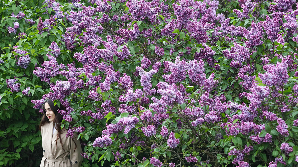 Штрафы за срыв сирени 