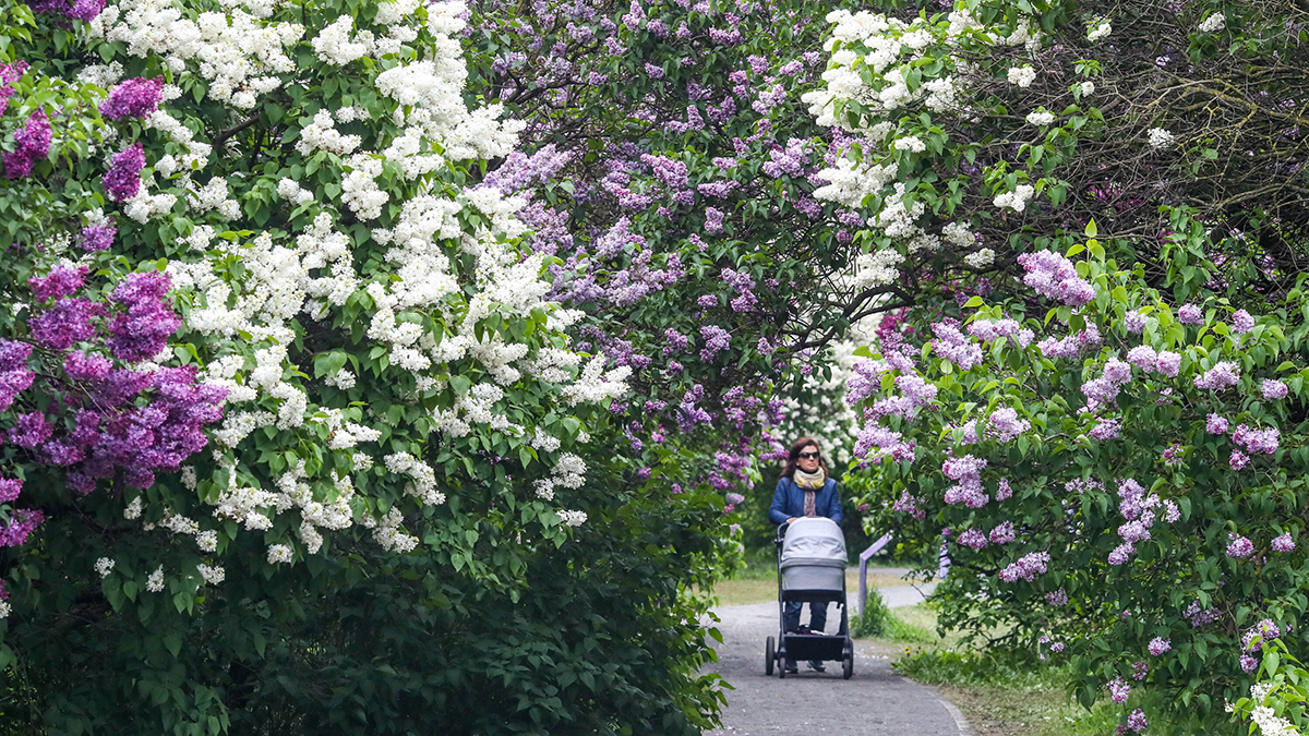 Прогноз погоды на конец мая в Москве