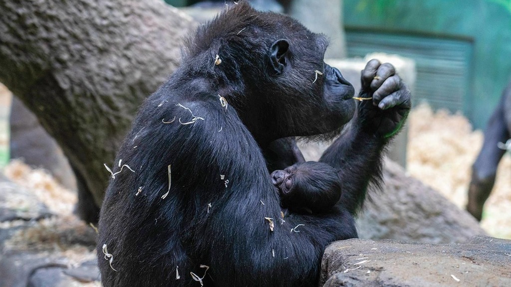 Детенышу западной равнинной гориллы в Московском зоопарке выбрали имя Квито